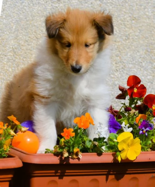 Cuccioli di pastore scozzese | Foto 3