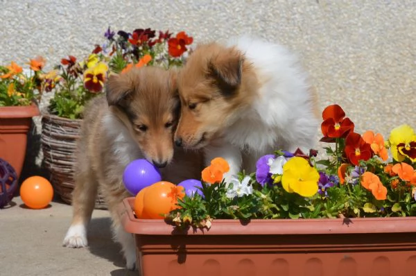 Cuccioli di pastore scozzese | Foto 2