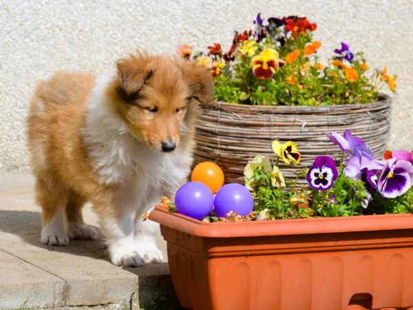 Cuccioli di pastore scozzese | Foto 1