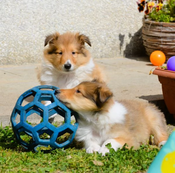 Cuccioli di pastore scozzese | Foto 0