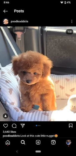 Disponibili per l'adozione, bellissimi cuccioli di barboncino | Foto 0