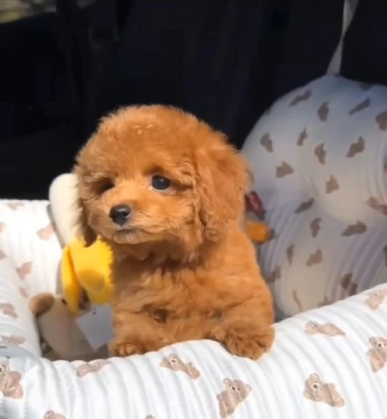 Disponibili per l'adozione, bellissimi cuccioli di barboncino