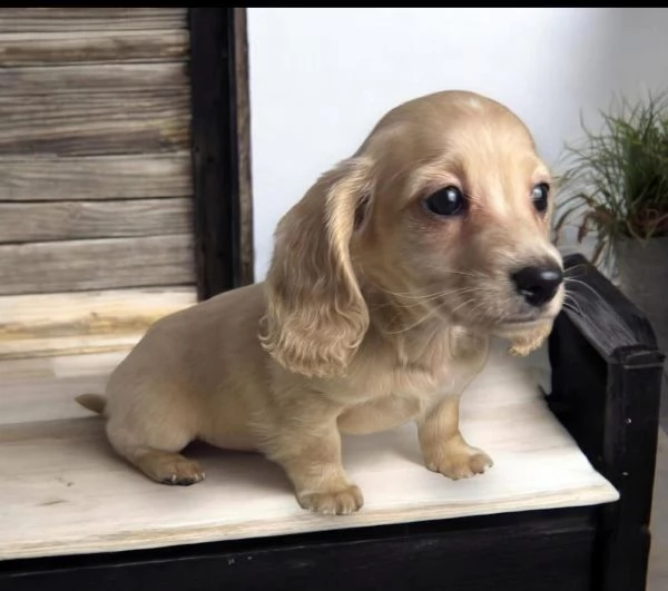 REGALO BASSOTTO MASCHIO E FEMMINA….