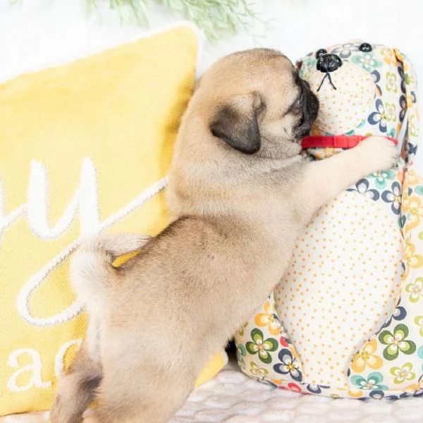 stupende cuccioli di  carlino  disponibili maschi e femmine