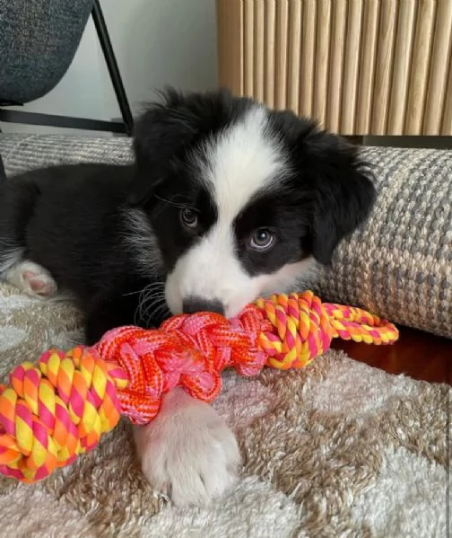 Bellissima maschio e femminuccia di Border Collie  | Foto 0