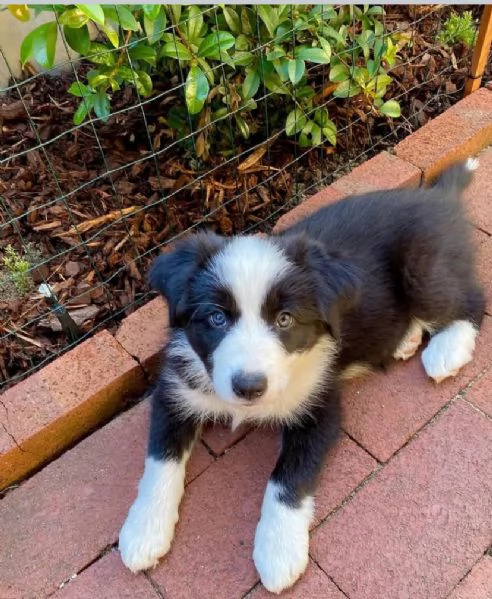 Bellissima maschio e femminuccia di Border Collie 