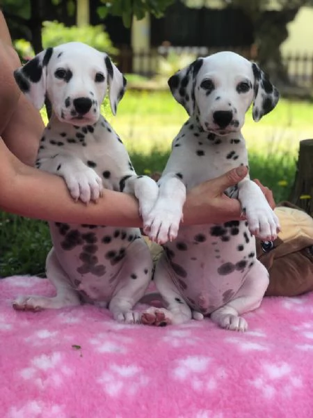 REGALO DALMATA