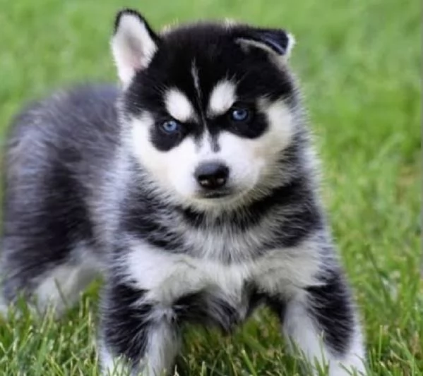 REGALO HUSKY MASCHIO E FEMMINA 