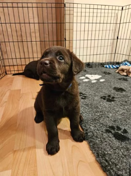 labrador marrone scuro maschio e femmina | Foto 0