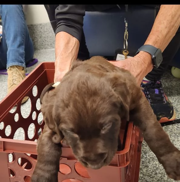 labrador marrone scuro maschio e femmina