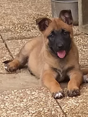 regalo Cuccioli  pastore belga