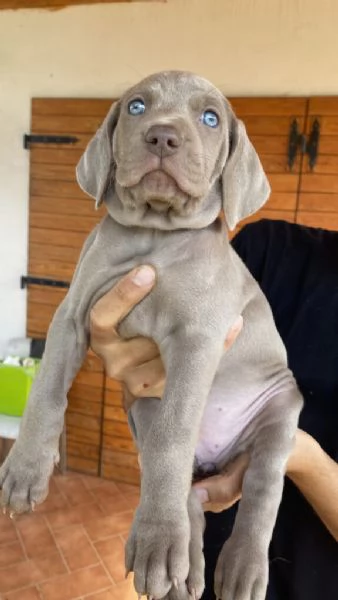 Disponibili per l'adozione, bellissimi cuccioli di weimaraner 