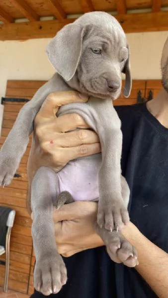 Disponibili per l'adozione, bellissimi cuccioli di weimaraner  | Foto 0