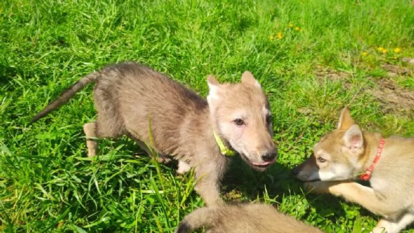 Disponibili per l'adozione, bellissimi cuccioli di cane lupo