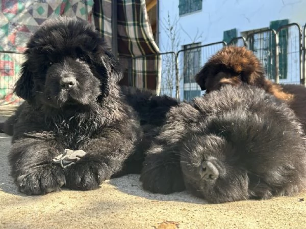 Abbiamo cuccioli di terranova  gratuito disponibile maschile e femminile. 