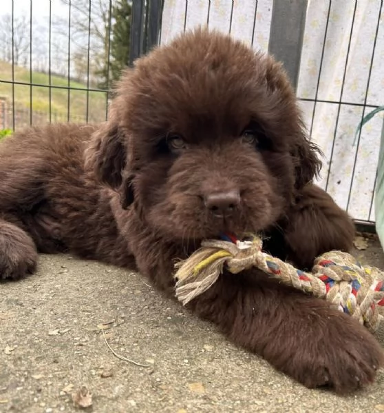 Abbiamo cuccioli di terranova  gratuito disponibile maschile e femminile.  | Foto 0