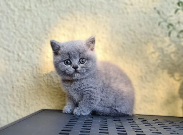 Cuccioli British shorthair