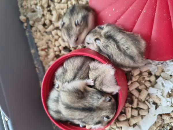 Regalo criceti russi a pelo lungo – nati il 5 aprile – disponibili dal 10 maggio