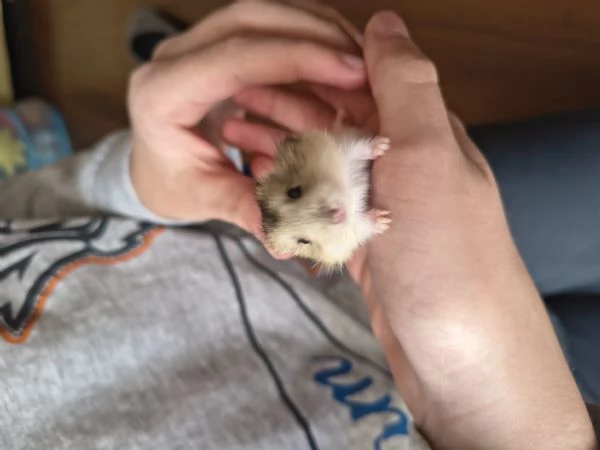 Regalo criceti russi a pelo lungo – nati il 5 aprile – disponibili dal 10 maggio | Foto 0