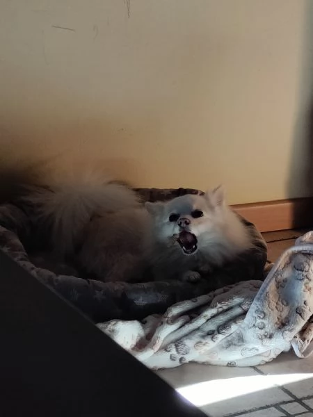 Volpino in vendita  | Foto 3