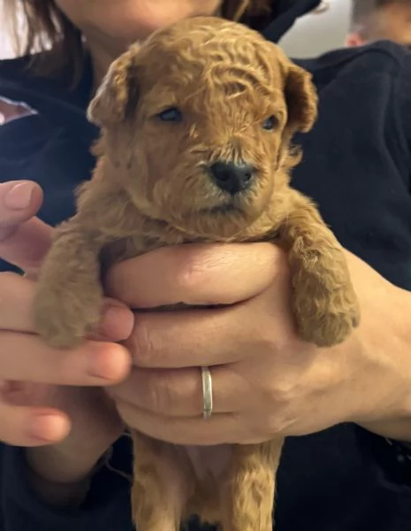 Barboncino nano  | Foto 4