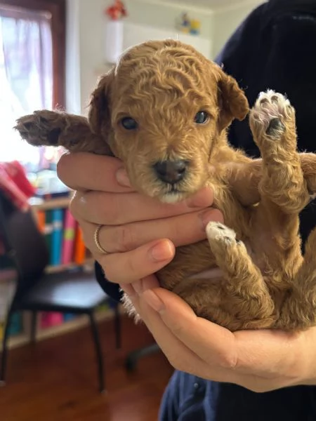 Barboncino nano  | Foto 3