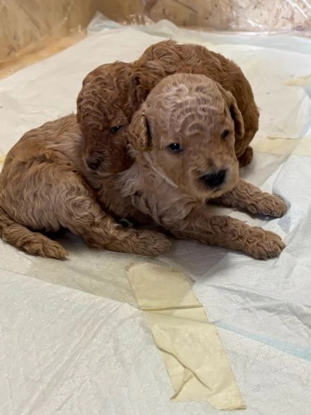 Barboncino nano  | Foto 2