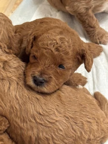 Barboncino nano  | Foto 1