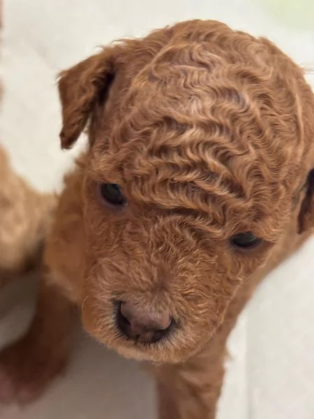 Barboncino nano  | Foto 0