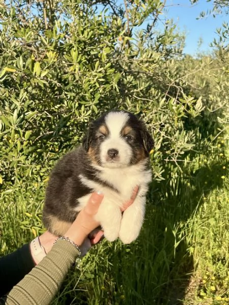 Cuccioli Australian Shepherd | Foto 2