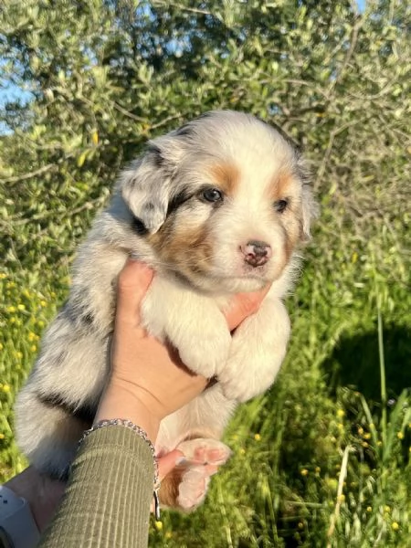 Cuccioli Australian Shepherd | Foto 1