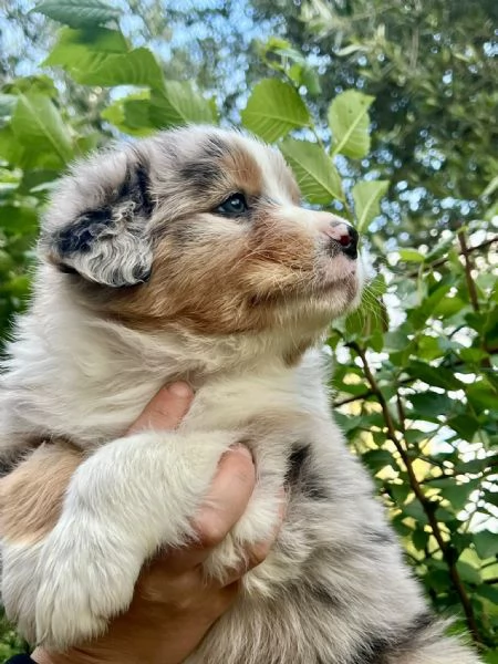Cuccioli Australian Shepherd
