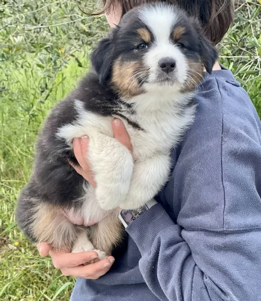 Cuccioli Australian Shepherd | Foto 0