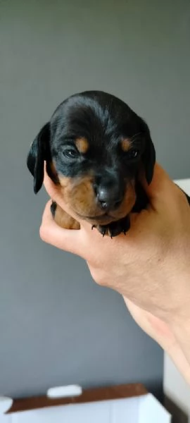 Cuccioli bassotto  | Foto 2