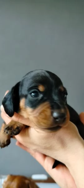 Cuccioli bassotto  | Foto 1