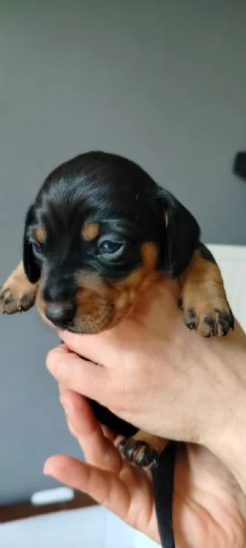 Cuccioli bassotto  | Foto 0