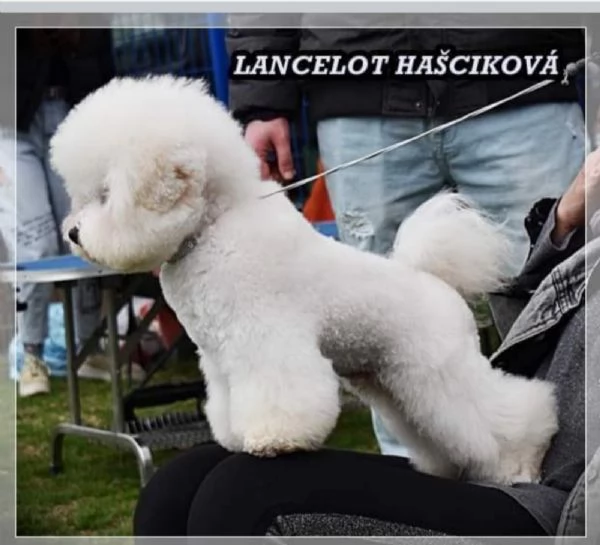 Cucciolo di Bichon Frisé in vendita | Foto 6
