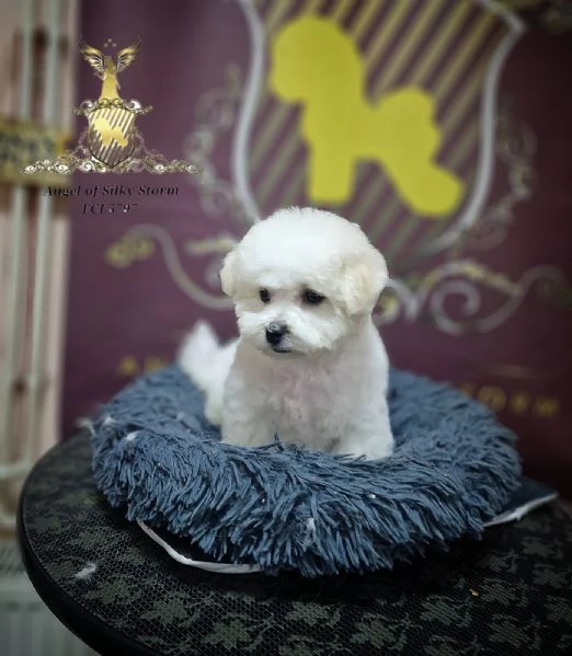 Cucciolo di Bichon Frisé in vendita | Foto 5