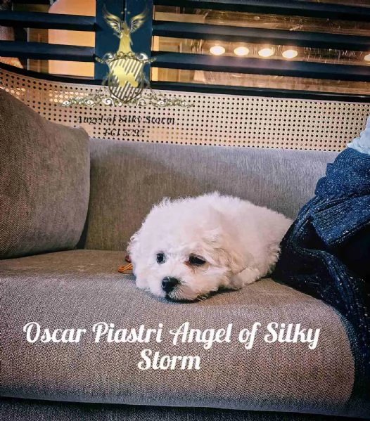 Cucciolo di Bichon Frisé in vendita | Foto 4