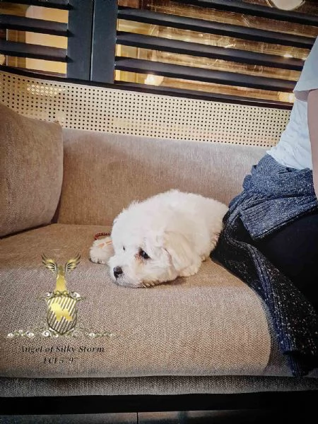 Cucciolo di Bichon Frisé in vendita | Foto 3
