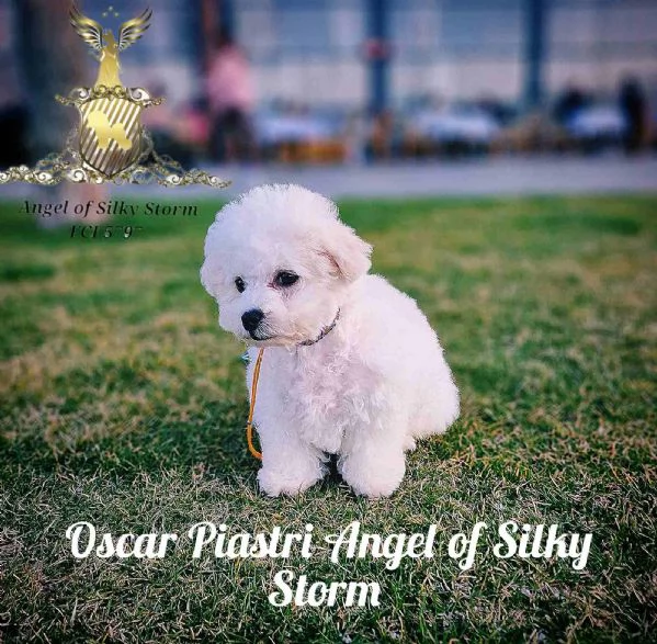 Cucciolo di Bichon Frisé in vendita | Foto 2