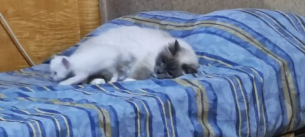 Sacro di Birmania  | Foto 3