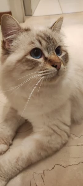 Sacro di Birmania  | Foto 1