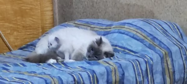 Sacro di Birmania  | Foto 2