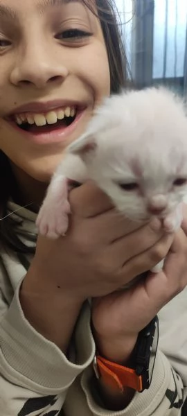 Sacro di Birmania  | Foto 1