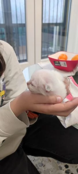 Sacro di Birmania  | Foto 0