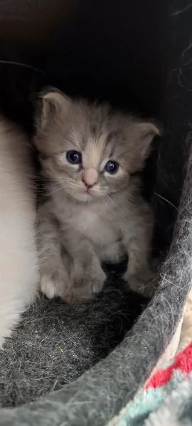 Norvegese delle foreste  | Foto 2