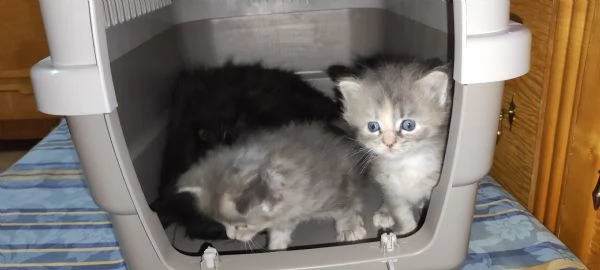 Norvegese delle foreste  | Foto 1