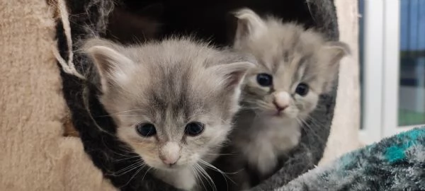 Norvegese delle foreste 