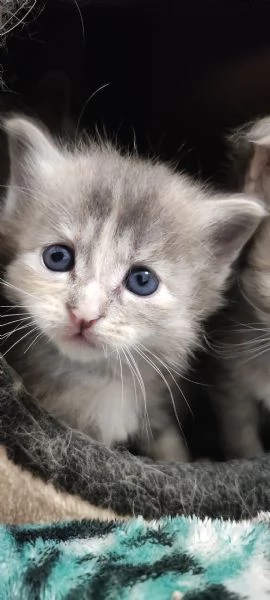 Norvegese delle foreste  | Foto 0